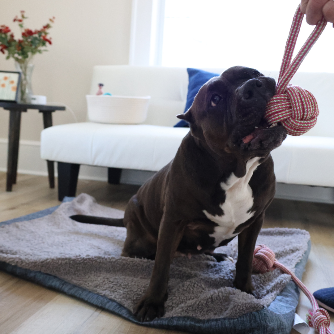 Rose Red Large Rope Tug Toys-2